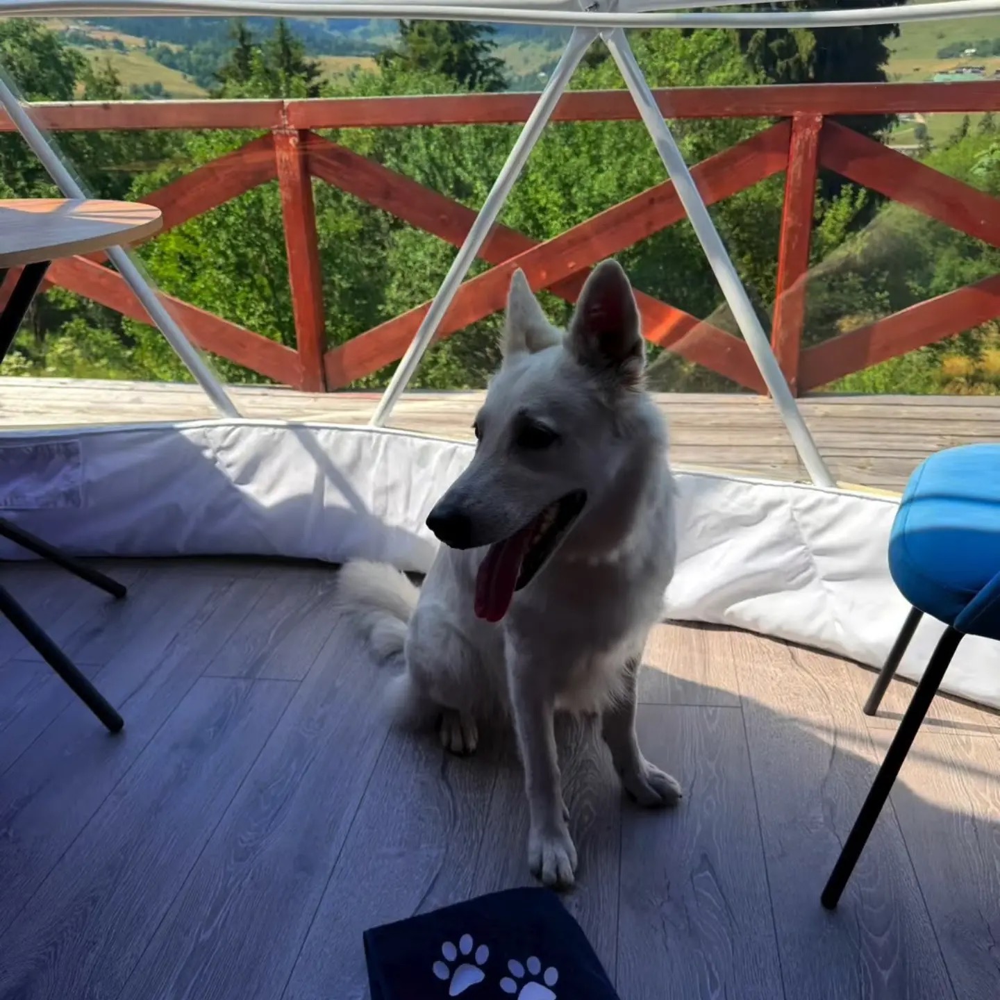 Pet friendly без доплат