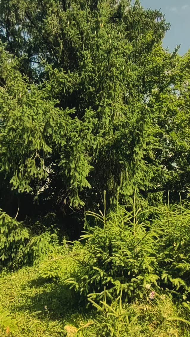 Карпатський ліс