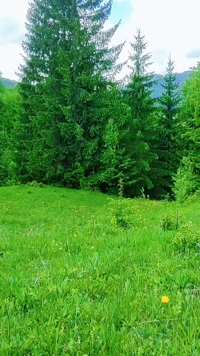 Krasnyk Paradise, Красник